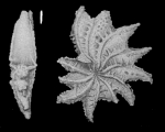Elphidium stimulum Cushman and McCulloch, 1940, holotype
