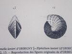Polystomella lanieri d’Orbigny, 1839, holotype