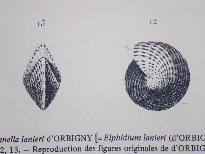 Polystomella lanieri d’Orbigny, 1839, holotype