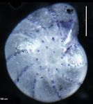 Elphidium discoidale asiaticum Polski, 1959, holotype
