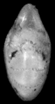 Elphidium discoidale asiaticum Polski, 1959, holotype