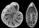 Elphidium discoidale asiaticum Polski, 1959, holotype