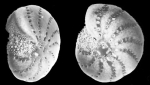 Cribrononion hawkesburiensis Albani, 1974, holotype