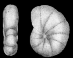 Cribrononion porisuturale Zheng, 1978 holotype