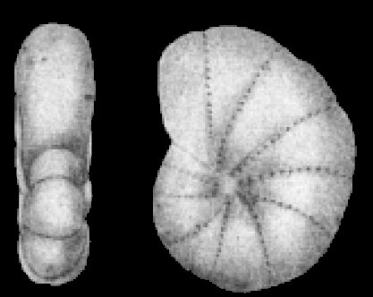Cribrononion porisuturale Zheng, 1978 holotype