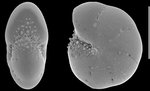 Elphidium somaense Takayanagi, 1955,  juvenile specimen, Japan,