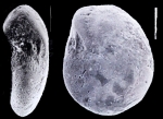 Elphidium vitreum Collins, 1974, topotype