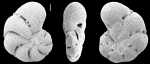 Epistomaroides punctulatus (d’Orbigny, 1826), neotype