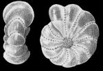 Elphidium cariacoense BERMÚDEZ and SEIGLIE 1963, holotype