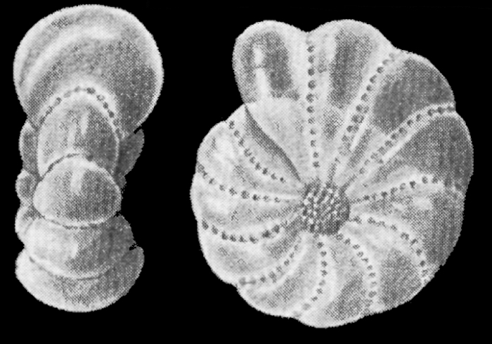 Elphidium cariacoense BERMÚDEZ and SEIGLIE 1963, holotype