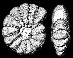 Elphidiononion elegantum Hofker, 1976, holotype