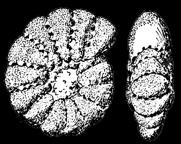 Elphidiononion elegantum Hofker, 1976, holotype