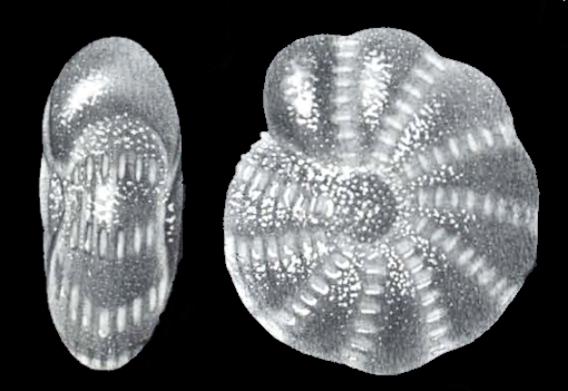 Elphidium simulatum McCulloch, 1977