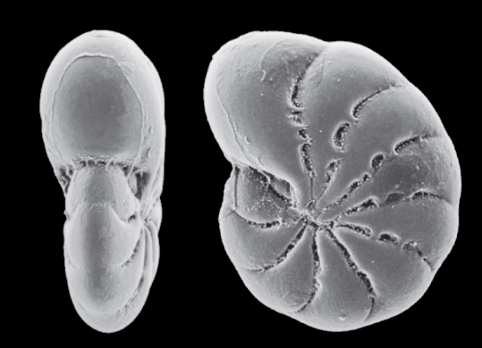 Polystomella umbilicatula var. incerta Williamson, 1858, paralectotype Polystomella umbilicatula var. incerta Williamson, 1858, paralectotype