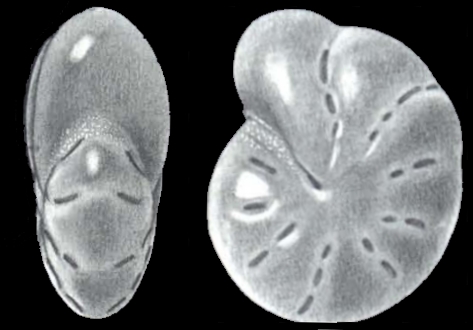 Elphidium kobense McCulloch, 1977, holotype Elphidium kobense McCulloch, 1977, holotype