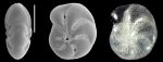 Elphidium parvulum Aoki, 1968, identified specimen, Japan,