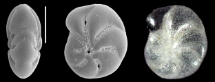 Elphidium parvulum Aoki, 1968, identified specimen, Japan,, author: Hayward, Bruce W.