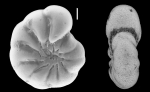 Cribrononion sandiegoensis Lankford, 1973, unidentified specimen