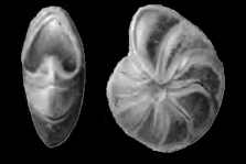 Elphidium? ustulatum Todd 1957 holotype, author: Hayward, Bruce W.