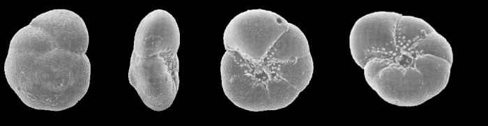 Aubignyna hamblensis Murray, Whittaker &amp; Alve, 2000, holotype