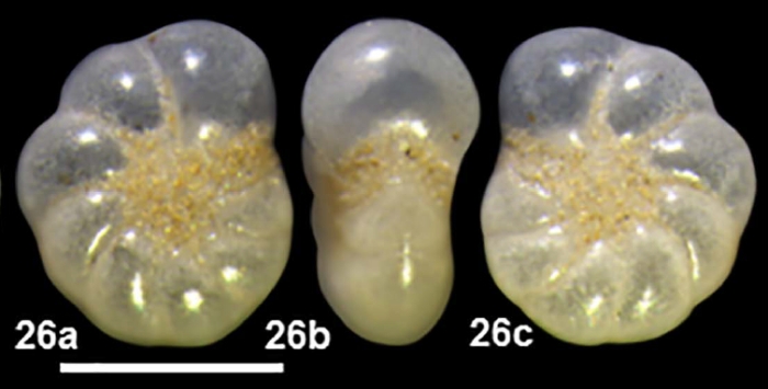 Protelphidium glabra (He, Hu and Wang, 1965) identified specimen, China
