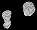 Peneroplis undulatus McCulloch, 1981