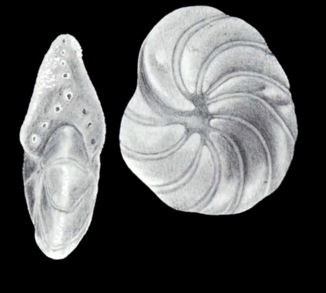 Peneroplis carinatiformis McCulloch, 1981
