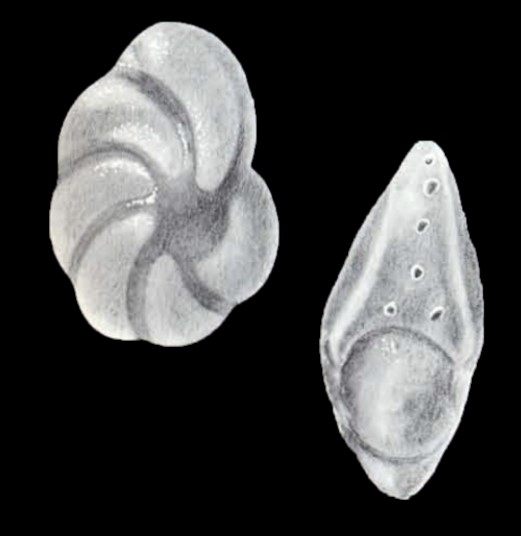 Peneroplis (?) parviformis McCulloch, 1981 Peneroplis (?) parviformis McCulloch, 1981