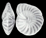 Peneroplis carinatus subsp. differens McCulloch, 1981