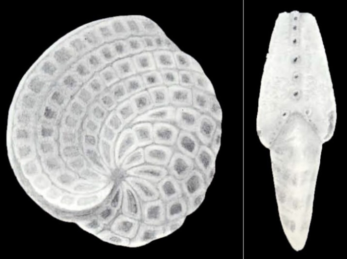 Cyclorbiculina compressa subsp. diversa McCulloch, 1981