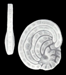 Cyclorbiculina (?) imparilis McCulloch, 1981