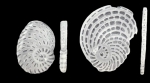 Cyclorbiculina compressa subsp. columbiana McCulloch, 1981