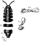 fig. 8a-8e Oxydesmus valdaui