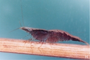 Caridina henriettae, author: Erick Vigneux
