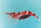 Caridina henriettae, author: Erick Vigneux