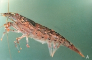 Atyoida serrata, author: Erick Vigneux