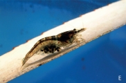 Caridina similis, author: Y. Zitte