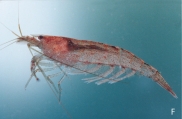 Caridina typus, author: Erick Vigneux