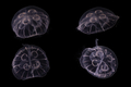 Medusae of Aurelia profunda