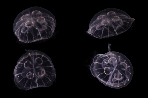 Medusae of Aurelia profunda