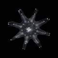 ephyra of Aurelia profunda