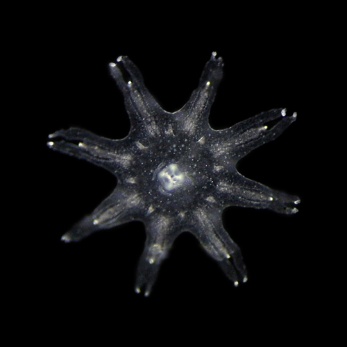 ephyra of Aurelia profunda