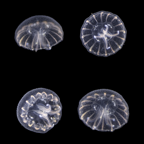 juveniles of Aurelia profunda