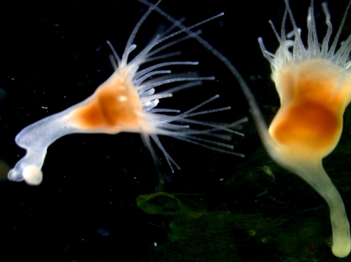 polyps of Aurelia profunda