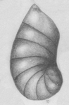 Cristellaria major Bornemann, 1954 Lectotype