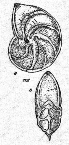 Lenticulina (Lenticulina) saxonica subsp. saxonica Bartenstein &amp; Brand, 1951