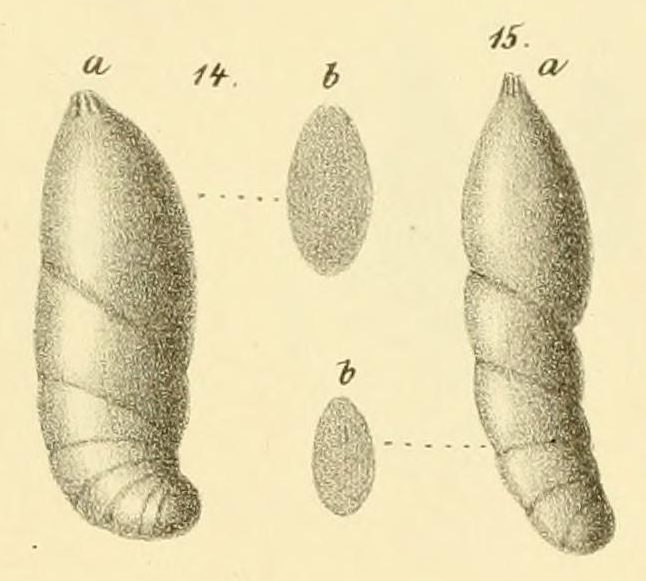 Cristellaria (Cristellaria) schloenbachi Reuss, 1863