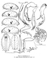 Acetabulastoma kurilense Schornikov, 1970 from the original description, author: Schornikov, 1970