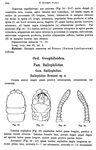 Original description p. 244 Peridontopyge trauni Silvestri, 1907