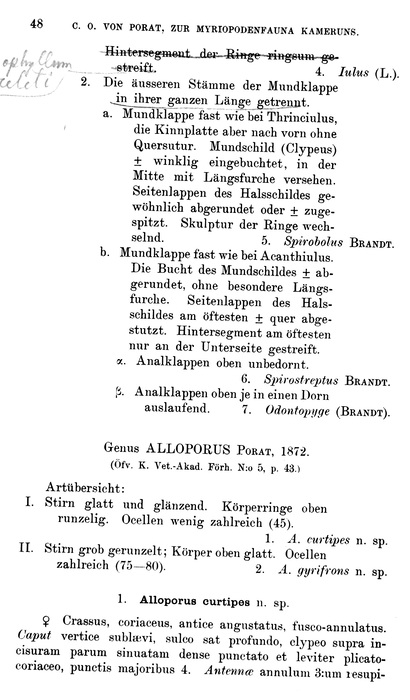 Original description p. 48 Alloporus curtipes Porat, 1894
